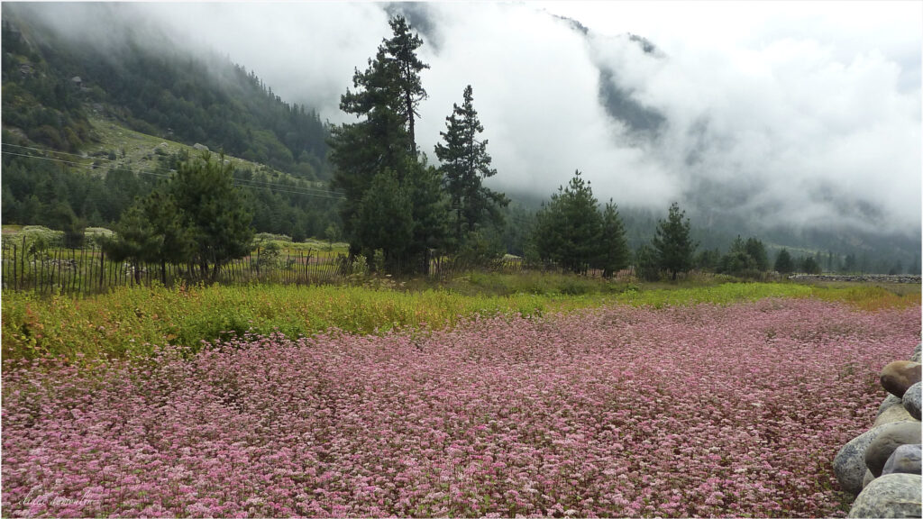 Spring in Himachal Pradesh